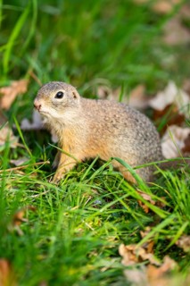European ground squirrel (Spermophilus citellus) on a meadow, Bavaria, Germany