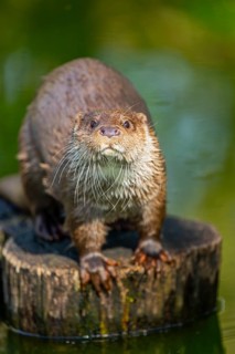 Eurasian otter (Lutra lutra) on a tree trunk in the water of a little lake, Bavaria, Germany