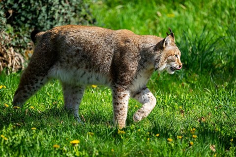 Eurasian lynx (Lynx lynx), walking on a meadow, Bavaria, Germany
