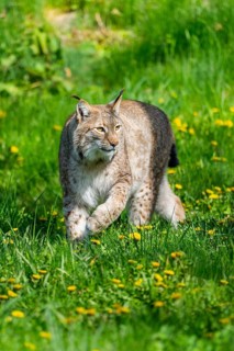 Eurasian lynx (Lynx lynx), walking on a meadow, Bavaria, Germany