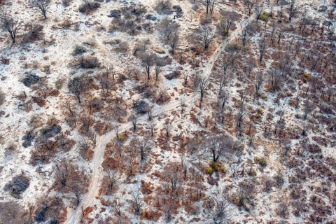 Structure and pattern, trees in the dry season, arid landscape, aerial view of the Okavango Delta,