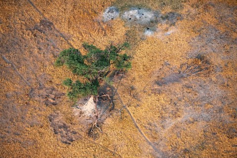 Species tree in the savanna, landscape, aerial view of the Okavango Delta, near Maun, Okavango