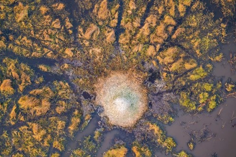Single termite hill in swamp, landscape, aerial view of the Okavango Delta, near Maun, Okavango