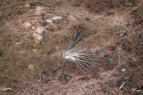 Fallen tree, landscape, aerial view of the Okavango Delta, near Maun, Okavango Delta, Botswana