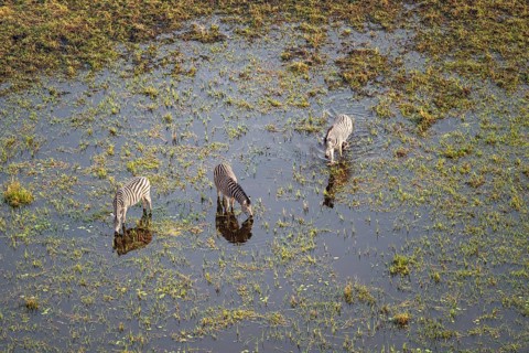 Steppe zebras (Equus quagga) drinking by the river, aerial view, Okavango Delta, Botswana