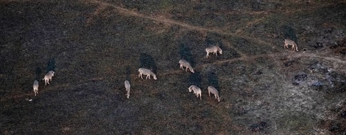 Steppe zebras (Equus quagga) grazing in arid landscape, aerial view, Okavango Delta, Botswana