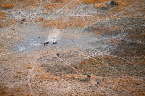 Steppe zebras (Equus quagga) rolling in dust, savanna landscape with yellow grass, aerial view,