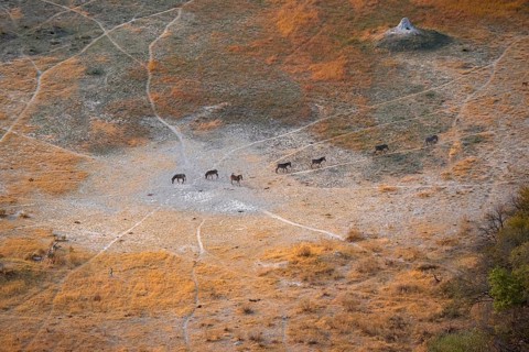 Steppe zebras (Equus quagga) running in row, savanna landscape with yellow grass, aerial view,