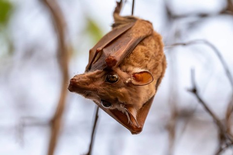 Bat hanging on a branch, Chobe National Park, Botswana