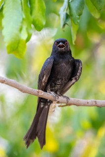 Fork-tailed drongo (Dicrurus adsimilis), Zambezi Region, Caprivi Strip, Namibia