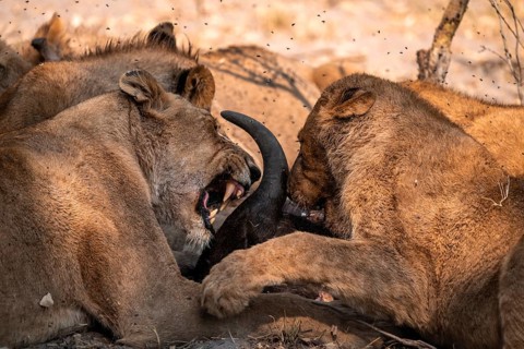 Lion pack with kill, lion (Panthera Leo) eats buffalo, savanna, Moremi Game Reserve, Botswana