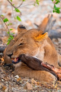 Lion pack with kill, lion (Panthera Leo) eats buffalo, savanna, Moremi Game Reserve, Botswana