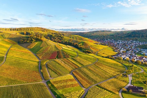 Panorama of colorful vineyards and a neighboring settlement in autumn, autumn, near Strümpfelbach
