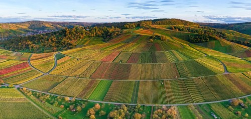 Panoramic view of rolling vineyards in warm autumn colors at sunset, autumn, near Strümpfelbach im