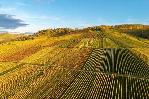 Vineyards in autumn colors under blue sky in the evening sun, autumn, near Strümpfelbach im