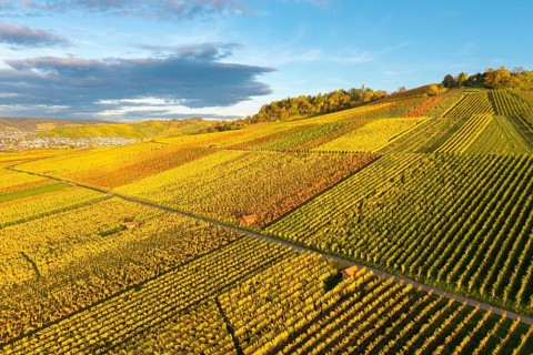 Colourful vineyards stretch over hills and create an autumnal play of colors, autumn, near