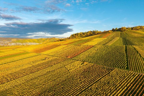 Golden and green vineyards spread over wide hills under a clear sky, autumn, near Strümpfelbach im