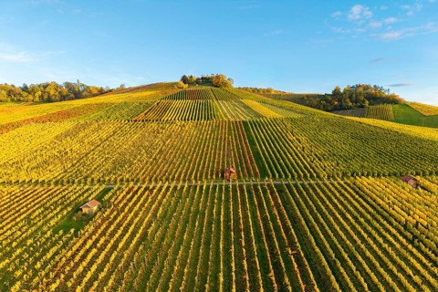 Vineyard landscape in rich autumn colors on rolling hills under blue sky, autumn, near