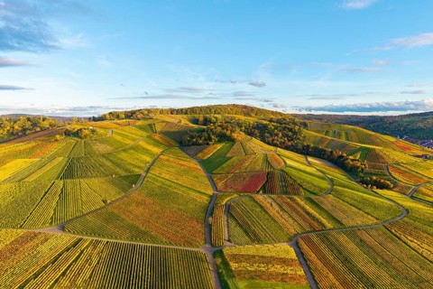 Colourful vineyards stretch over rolling hills under clear skies, autumn, near Strümpfelbach im