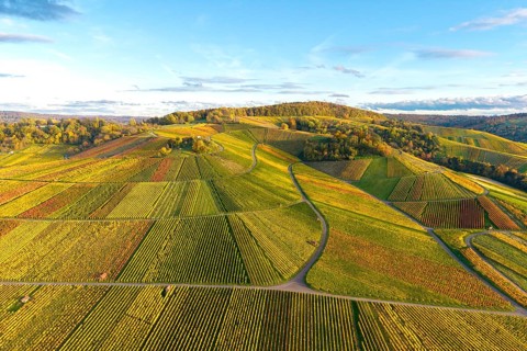 Painted landscape with vineyards and autumn tones under blue sky, autumn, near Strümpfelbach im