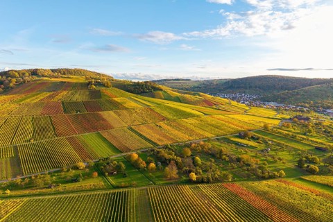 Sunlit vineyards and fields on rolling hills, autumn, near Strümpfelbach im Remstal,