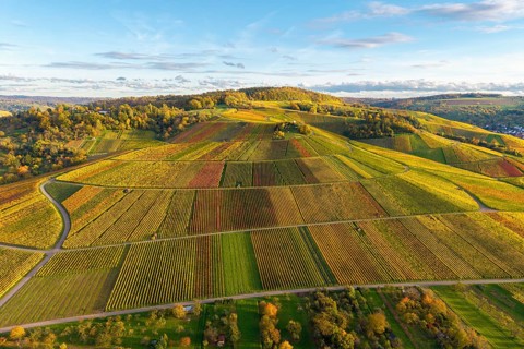 Vineyards in a hilly, colorful landscape in autumn, near Strümpfelbach im Remstal,