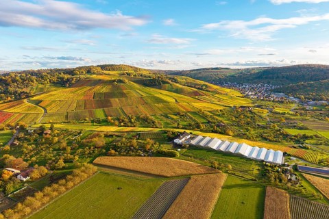Extensive panoramic landscape with colorful vineyards and fields, autumn, near Strümpfelbach im