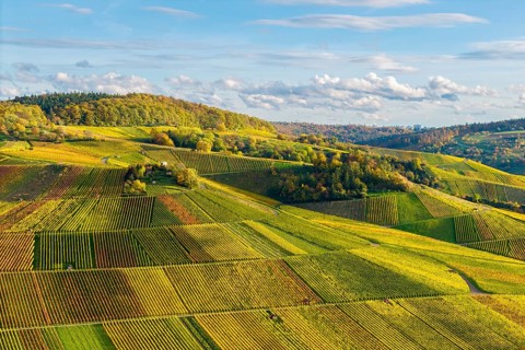 Vineyards and hilly landscape in autumn colors, autumn, near Strümpfelbach im Remstal,