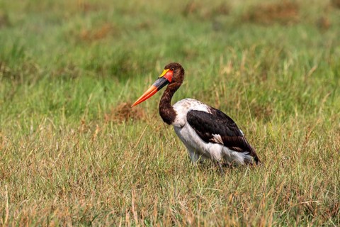 Saddle-billed stork (Ephippiorhynchus senegalensis), Okavango Delta, Moremi Game Reserve, Botswana