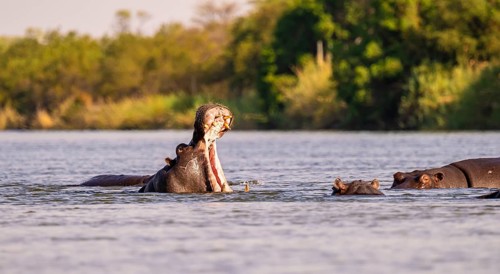 Hippopotamus (Hippopatamus amphibius) yawns and shows teeth in water, Kwando River, Zambezi region,