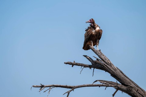 Hooded Vulture (Necrosyrtes monachus) sitting on a branch against a blue sky, Moremi Game Reserve,