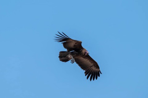 Hooded Vulture (Necrosyrtes monachus) flying against a blue sky, Moremi Game Reserve, Botswana