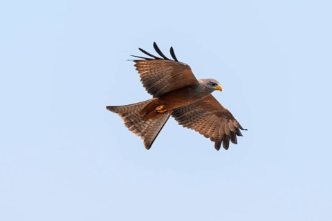 Black kite (Milvus migrans) flying against a blue sky, Moremi Game Reserve, Botswana
