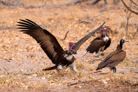 Hooded Vulture (Necrosyrtes monachus) lands, Moremi Game Reserve, Botswana