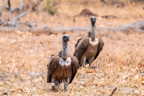 White-backed vulture (Gyps africanus), Moremi Game Reserve, Botswana