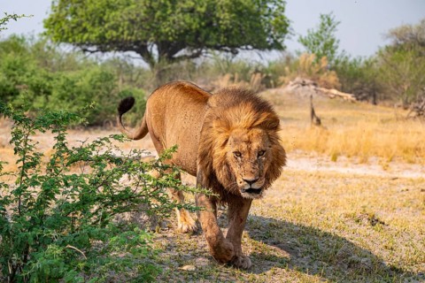 Maned Lion, Lion (Panthera Leo) runs, Savanna, Moremi Game Reserve, Botswana