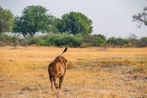 Maned lion, lion (Panthera leo) goes away, savanna, Moremi Game Reserve, Botswana