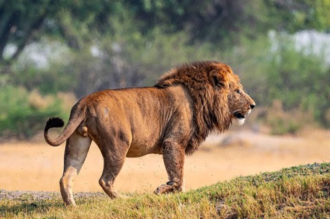 Maned lion, lion (Panthera Leo) looking sideways, savanna, Moremi Game Reserve, Botswana