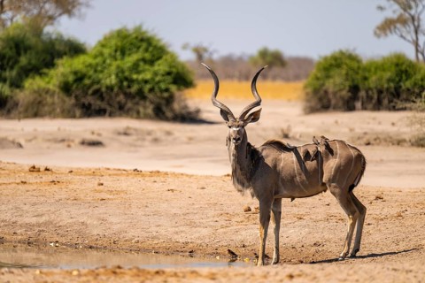 Greater Kudu (Tragelaphus strepsiceros), Moremi Game Reserve, Botswana