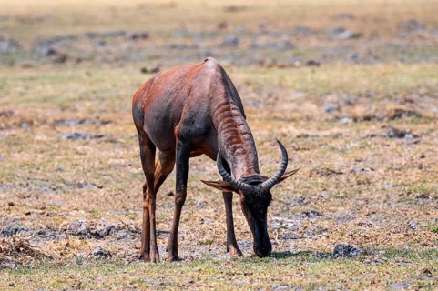 South African cow antelopes (Alcelaphus buselaphus caama), Moremi Game Reserve, Botswana