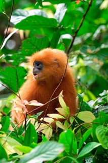 Red leaf monkey (Presbytis rubicunda) in a tree, Borneo, Malaysia
