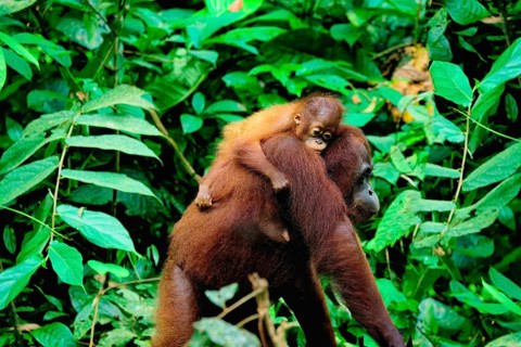 Female Orangutan (Pongo borneo) carrying her youngster in the forest, Borneo, Malaysia