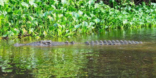 Saltwater crocodile (Crocodylus porosus) swimming in mangrove, Borneo, Malaysia