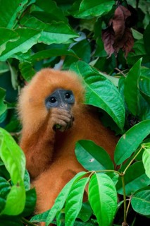 Red leaf monkey (Presbytis rubicunda) feeding on leaves, Borneo, Malaysia