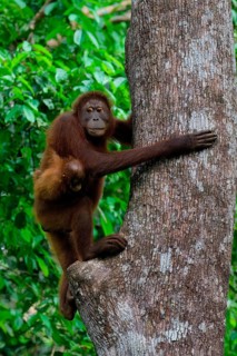 Female Orangutan (Pongo borneo) carrying her youngster in the forest, Borneo, Malaysia