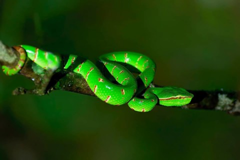 Bornean pit viper (Craspedocephalus borneensis) rolled up around a branch, Borneo, Malaysia