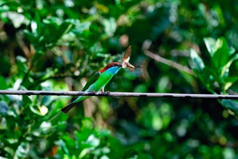 Blue-throated bee-eater (Merops viridis) catching and eating a hawk moth, Borneo, Malaysia