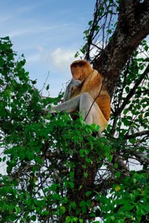 Endemic Proboscis monkey or Long-nosed monkey (Nasalis larvatus), sitting on a branch in the