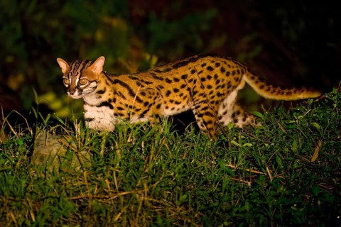 Leopard cat (Prionailurus bengalensis) walking in the forest at night, Borneo, Malaysia