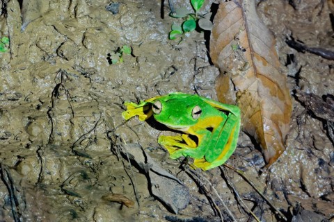 Wallace's flying frog (Rhacophorus nigropalmatus), Borneo, Malaysia